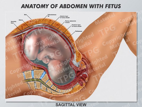abdomen-with-fetus