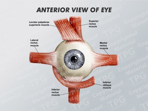 anterior-view-of-eye