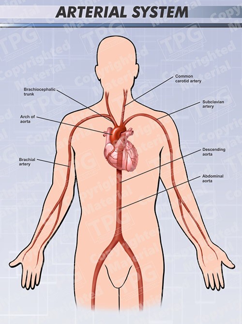 arterial-system