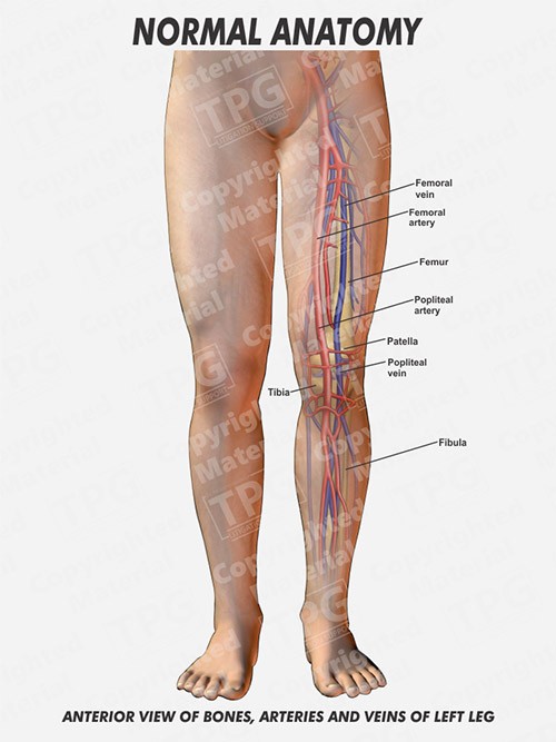 bones-arteries-veins-of-left-leg-anterior-normal