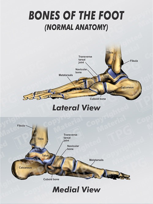 bones-of-the-foot-medial-lateral-anatomy-normal