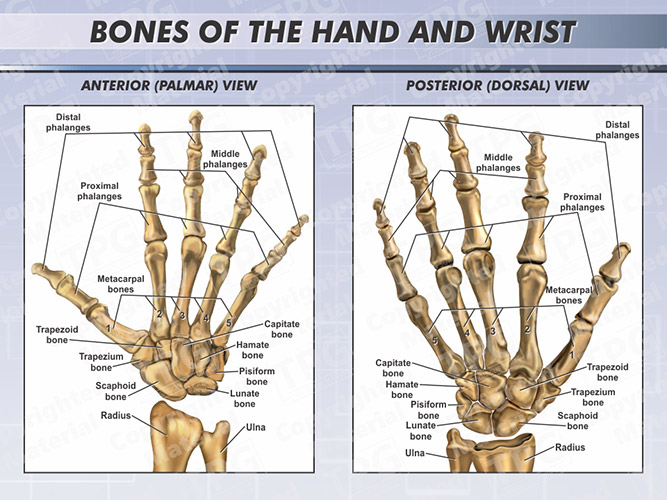 Bones of the Hands and Wrist