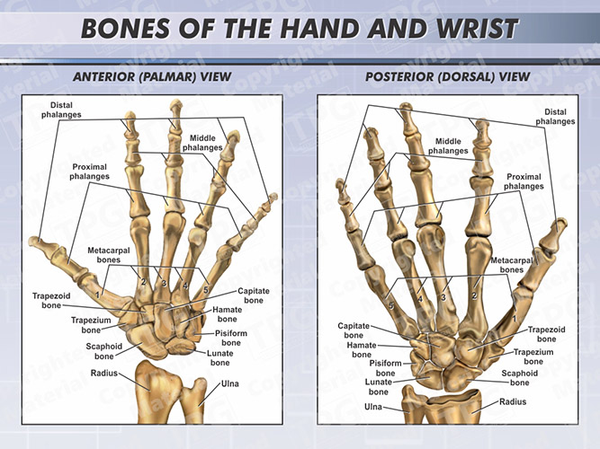 bones of the hand and wrist diagram