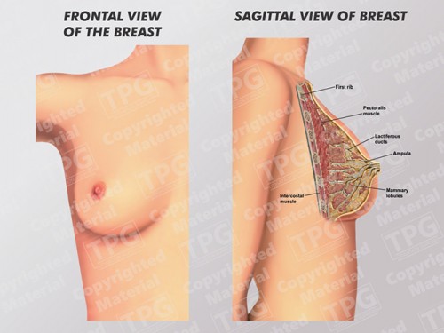 breast-anterior-and-sagittal-view