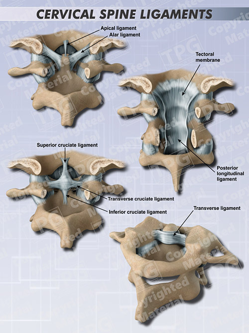 neck ligaments