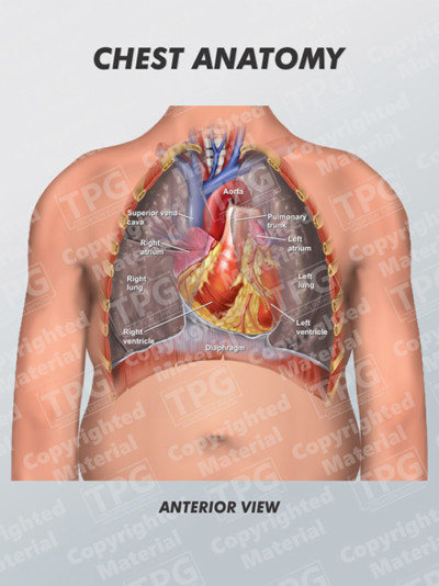 chest-anatomy-order