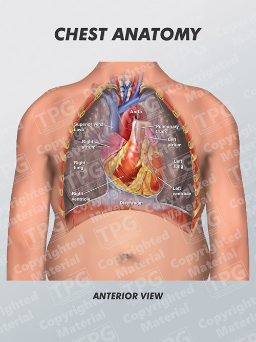 Male Chest Anatomy Of Thorax Zip Pouch by Leonello Calvetti - Pixels