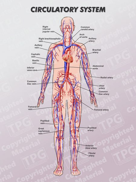 Circulatory System - Order