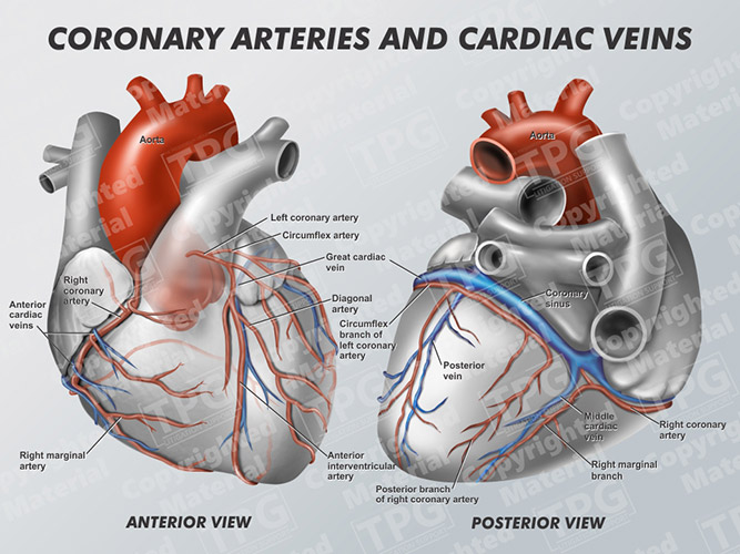 Coronary Venous Anatomy And Anomalies ScienceDirect, 58% OFF