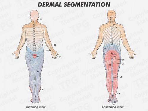 dermal-segmentation