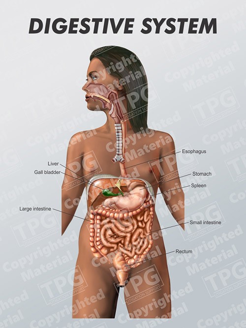 digestive-system-female