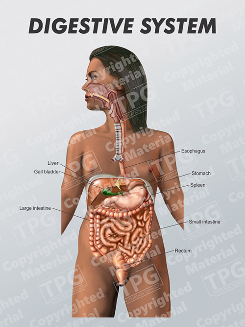 female intestine diagram