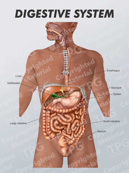 digestive-system-male