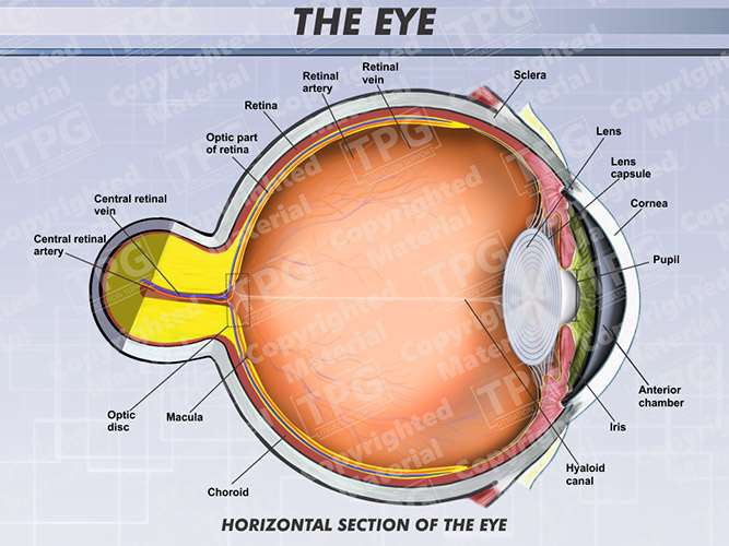 eye-sagittal