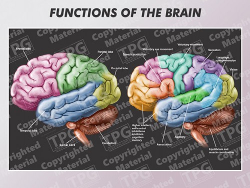 functions-of-the-brain