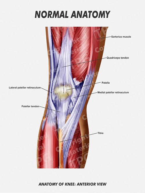 knee-superficial-anterior-anatomy-normal