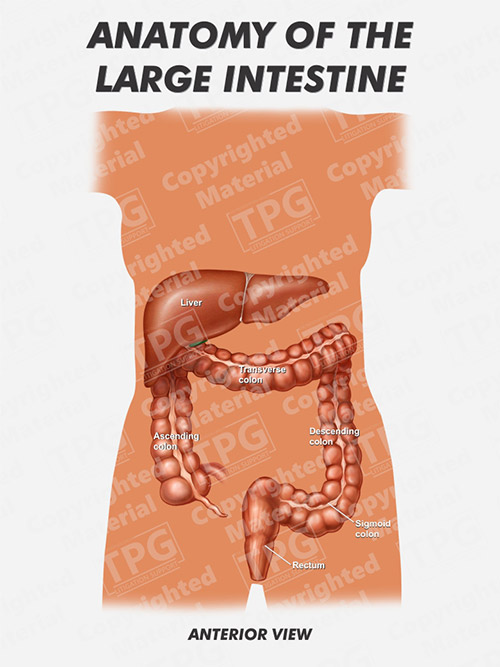 large-intestine-anatomy