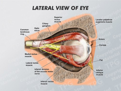 lateral-view-of-eye