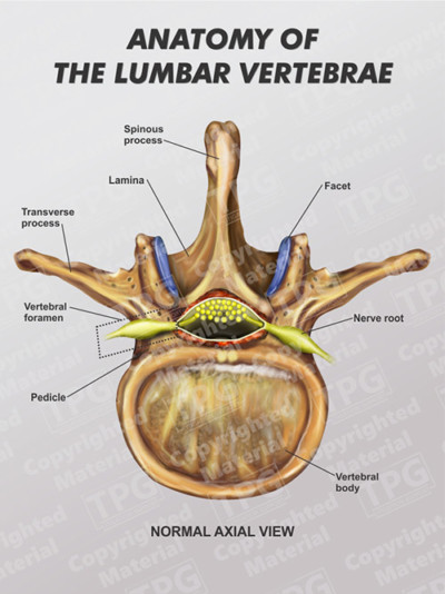 lumbar section