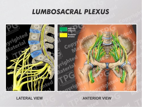 lumbosacral-plexus-lateral-anterior