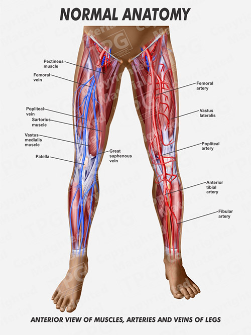 femoral artery and vein