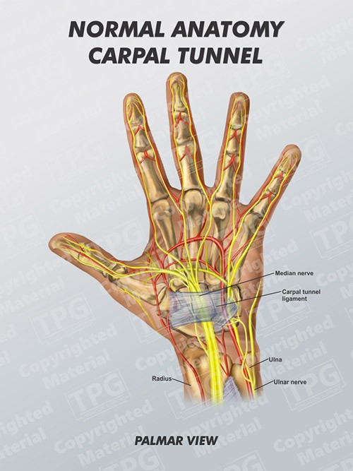 normal-anatomy-of-carpal-tunnel