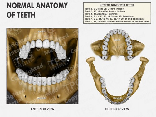 normal-anatomy-of-teeth