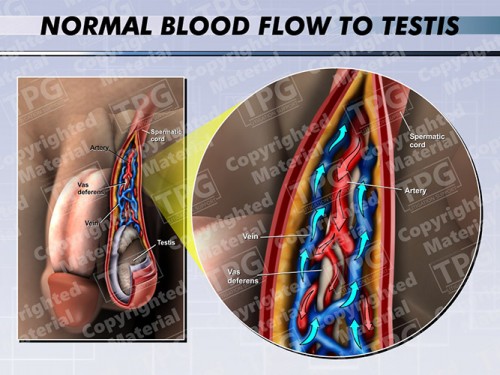 normal-blood-flow-to-testis