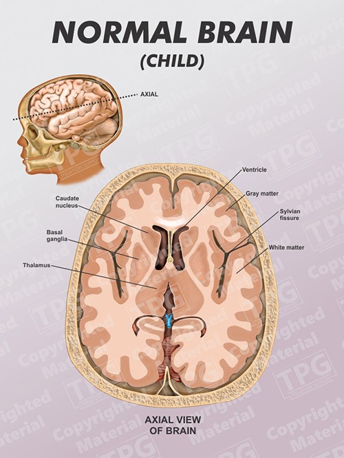normal-brain-child