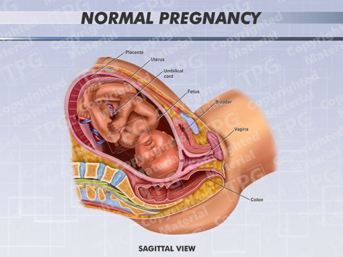 pregnancy-saggital-normal