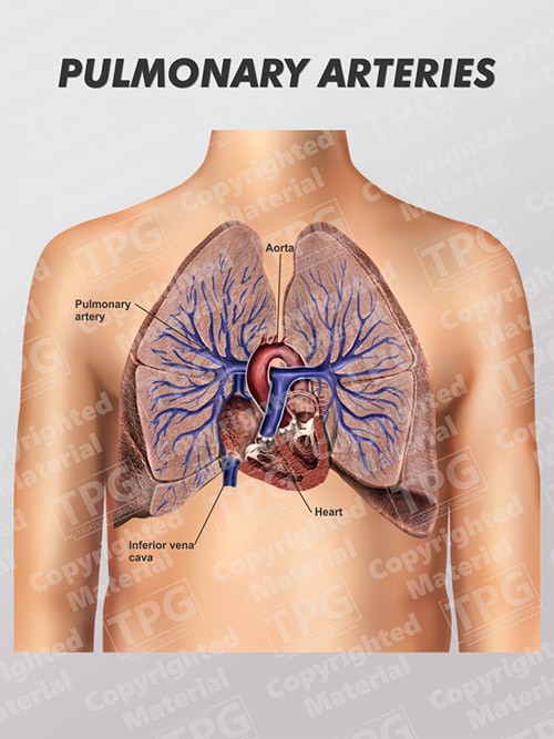 pulmonary-arteries
