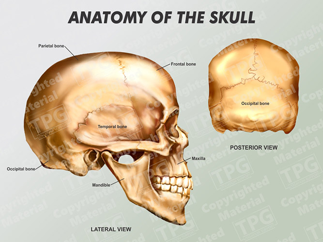 Posterior Skull Anatomy Diagram 7165