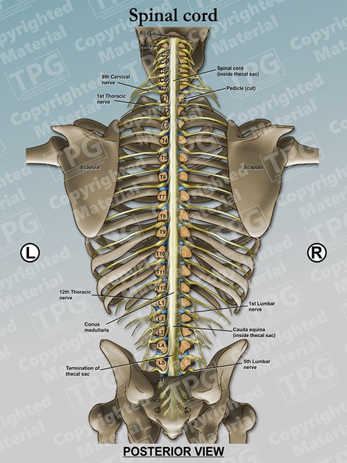 spinal-cord-posterior-view