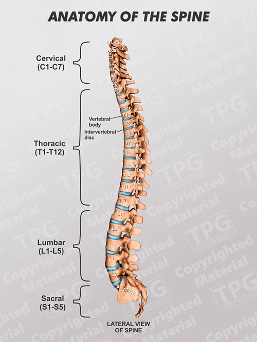 spine-lateral-anatomy