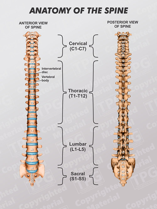 posterior vs anterior