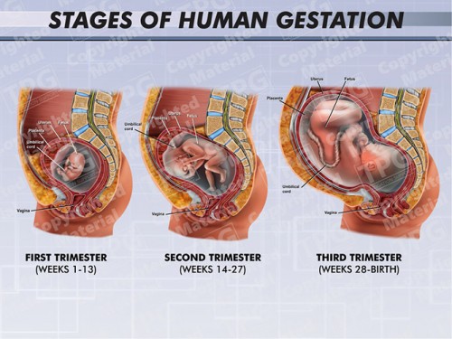 stages-of-human-gestation