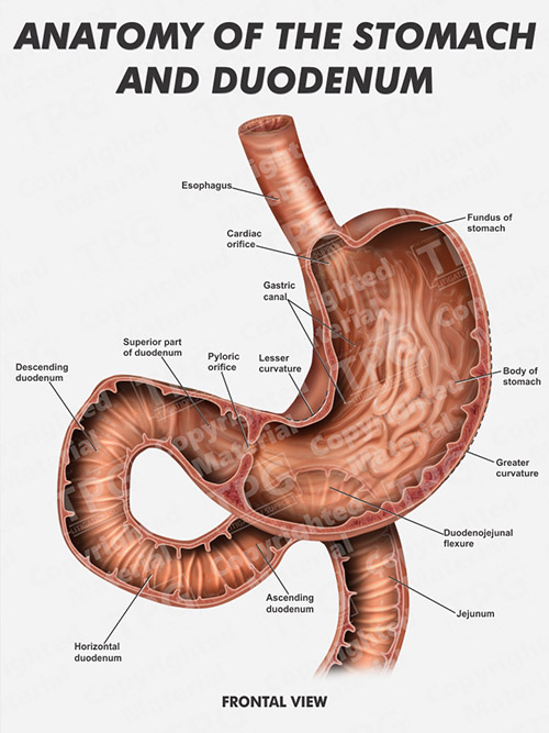 parts of duodenum anatomy