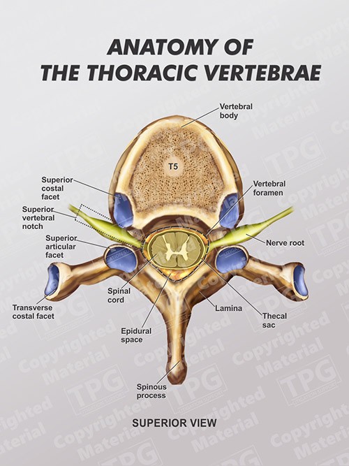thoracic-vertebrae-anatomy