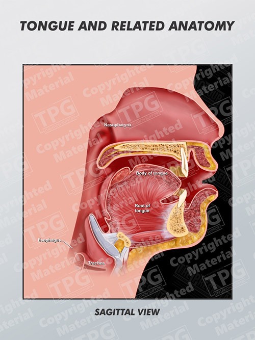 tongue-and-related-anatomy