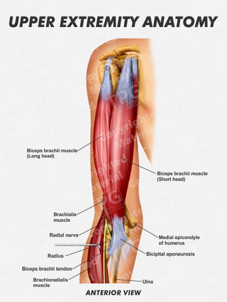 Upper Extremity Anatomy - Order