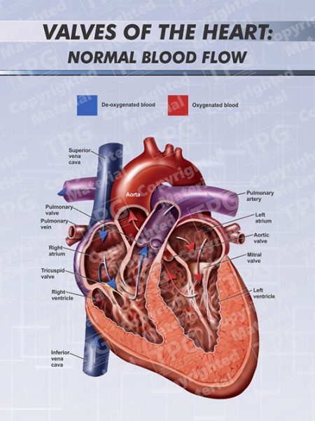 Valves of Heart - Order