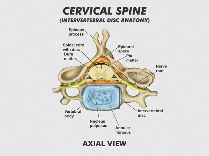 Cervical Spine Intervertebral Disc Axial