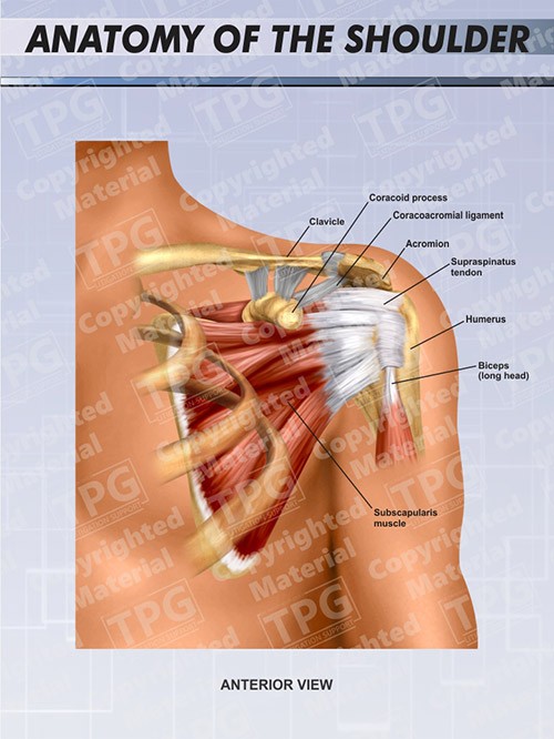 left-shoulder-anatomy