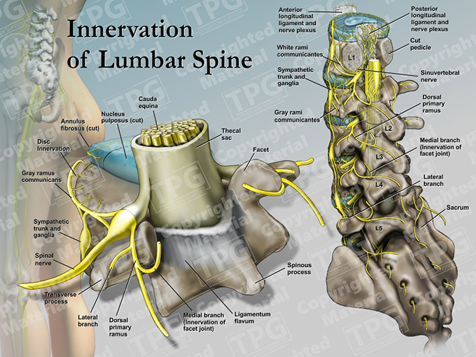 lumbar-spine-innervation