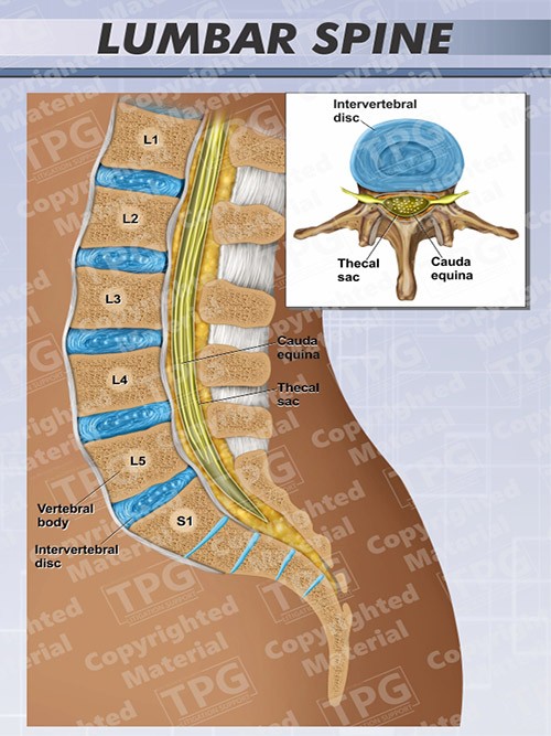 Lumbar-Spine-Normal