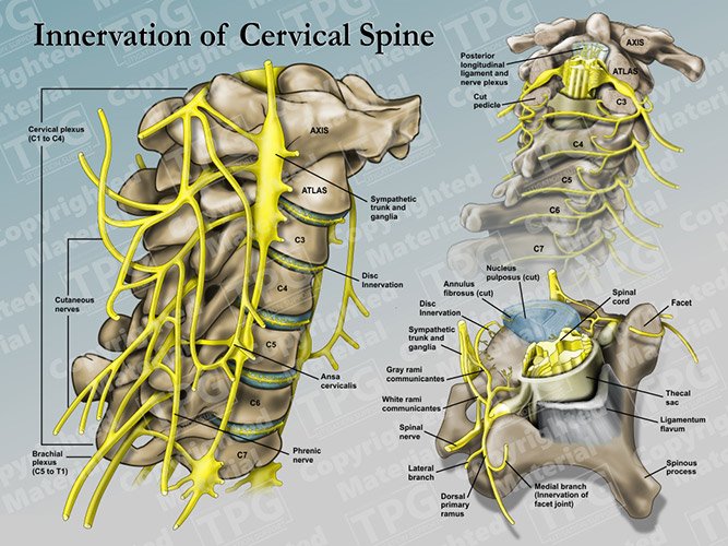 Cervical Spine Innervation/Medical Illustration - Presentation Group